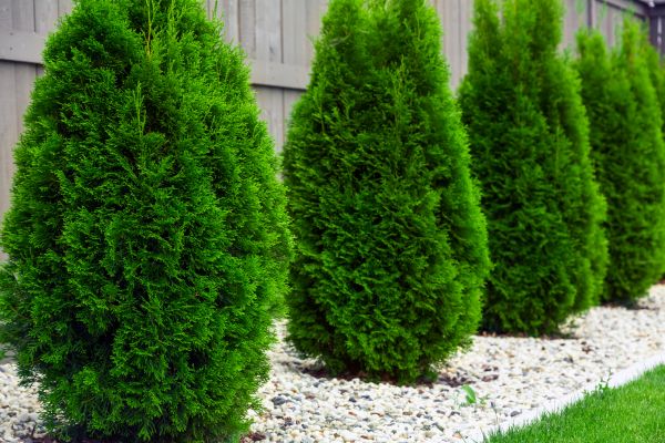Arborvitae Planting in State College