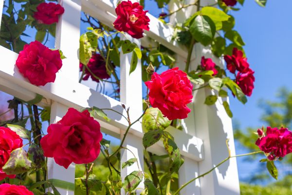 Home Gardening Service in State College