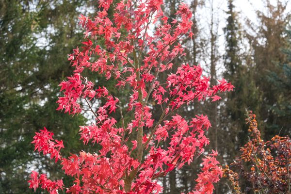 Japanese Maple Planting in State College