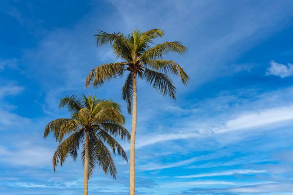 Palm Tree Planting in State College