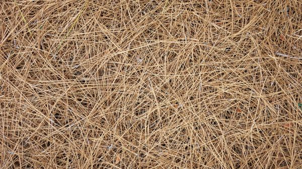 Pine Needles Delivery in State College
