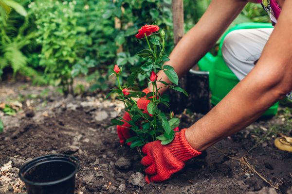 Planting Service in State College