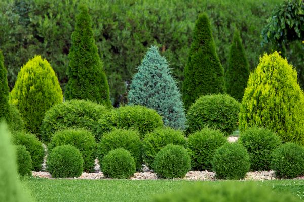 Shrub Replacement in State College