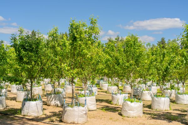 Tree Planting Service in State College