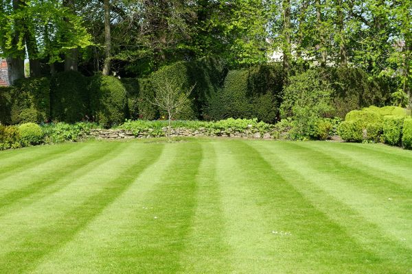 Lawn Renovation in State College