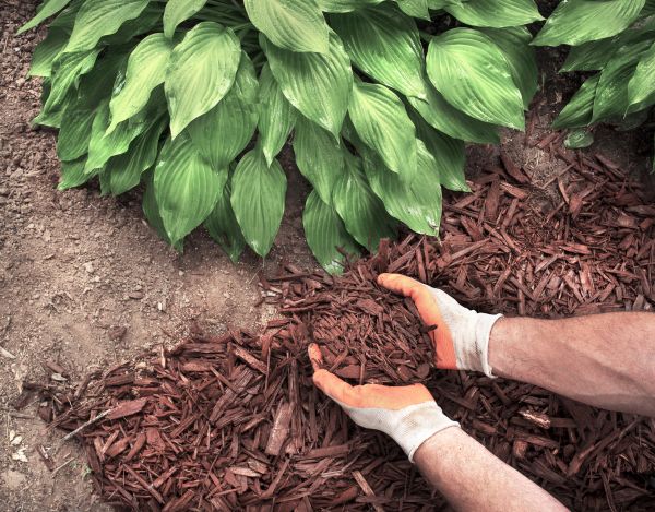 Shredded Mulch Service in State College