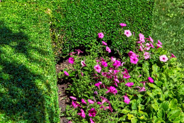 Softscaping Service in State College