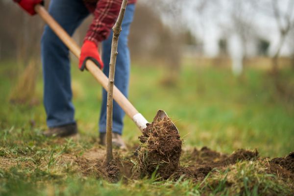 Tree Replacement in State College