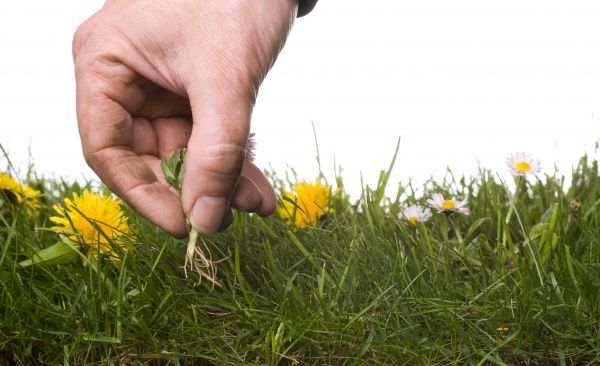 Lawn Weeding in State College