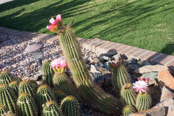 Desert Landscaping in State College