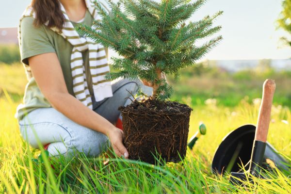Spruce Tree Planting in State College