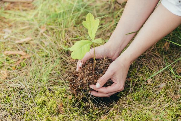 Oak Tree Planting in State College