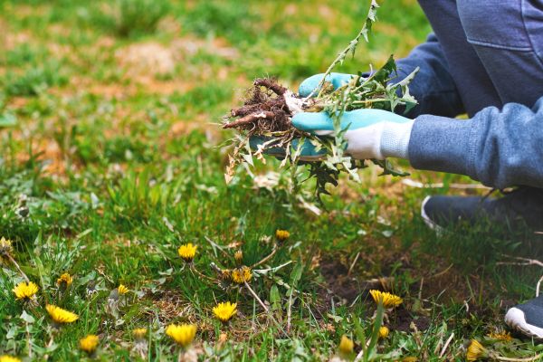 Flower Bed Clearing in State College