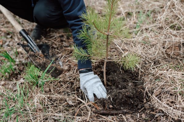 Pine Tree Planting in State College