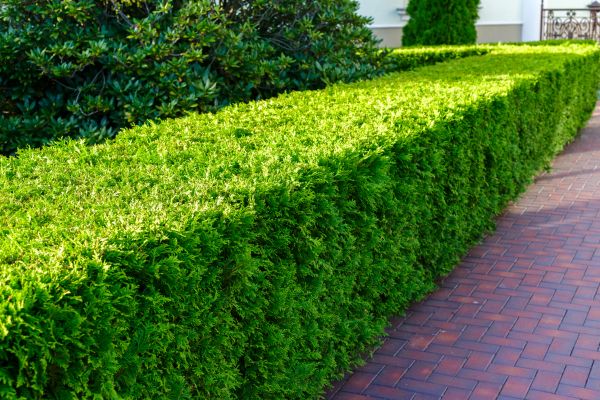 Hedge Installation in State College