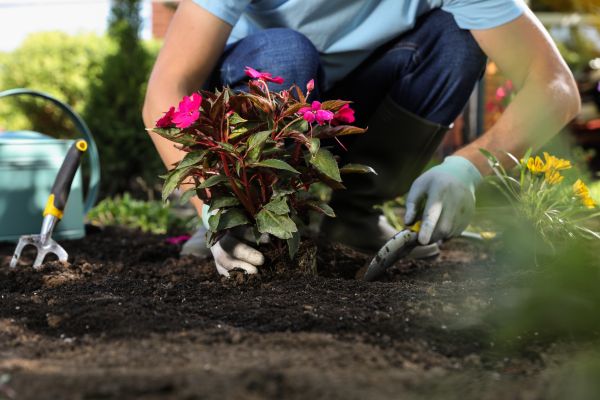 Plant Replacement in State College