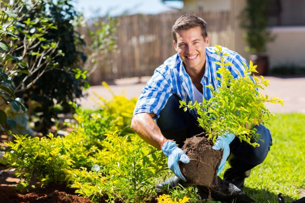 Shrub Landscaping in State College