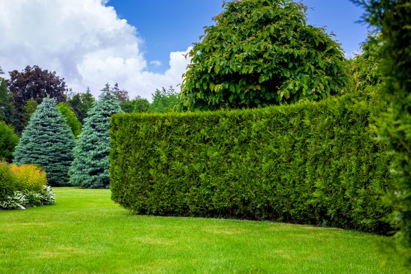 Hedge Landscaping in State College