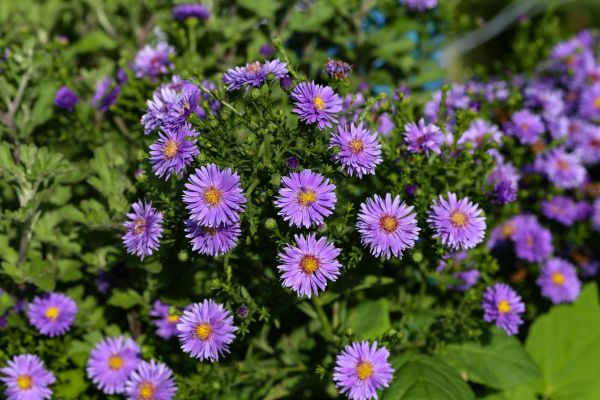 Perennial Flower Planting in State College