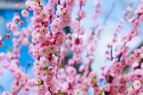 Japanese Cherry Tree Planting in State College