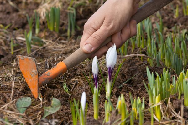 Flower Garden Weeding in State College