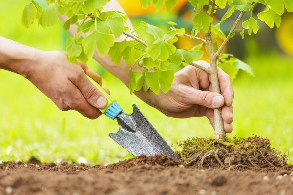 Fruit Tree Planting in State College