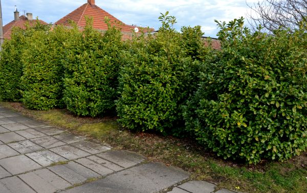 Privacy Shrub Installation in State College