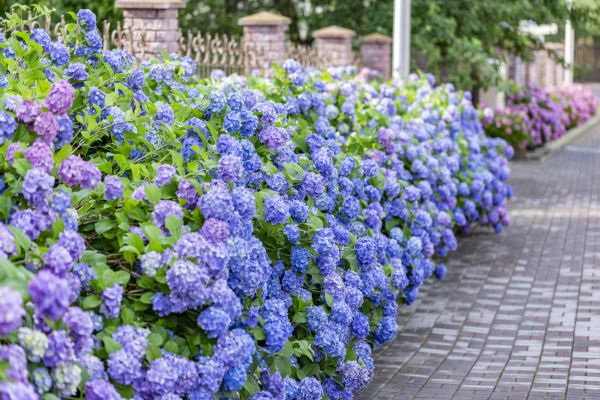 Hydrangea Landscaping in State College