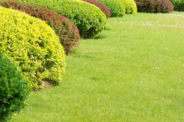 Shrubbery Planting in State College