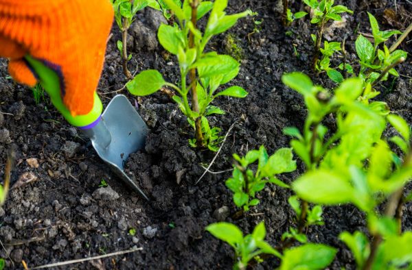 Hydrangea Planting in State College