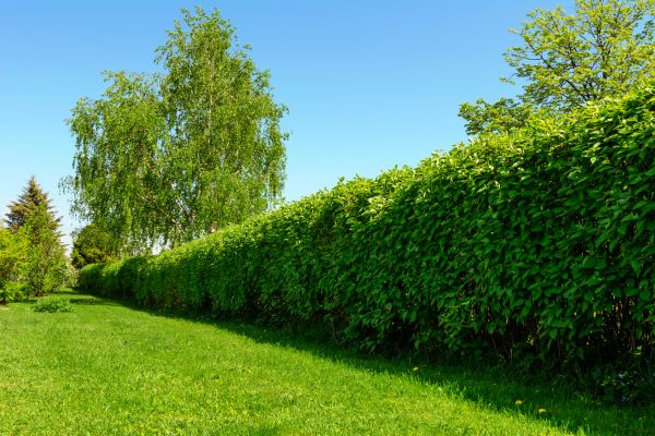 Hedge Replacement in State College