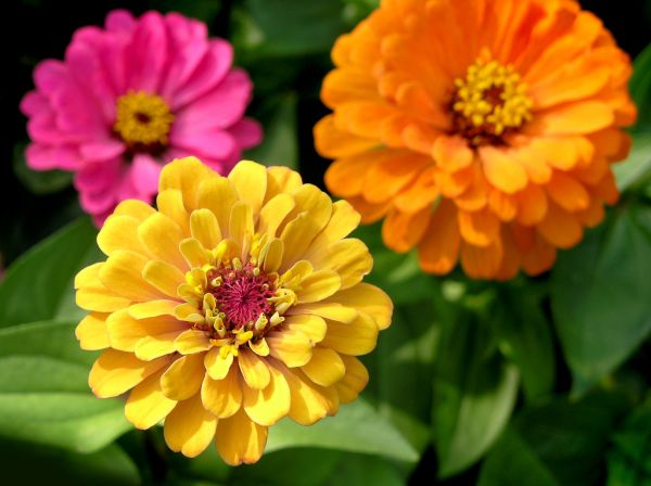 Zinnia Planting in State College