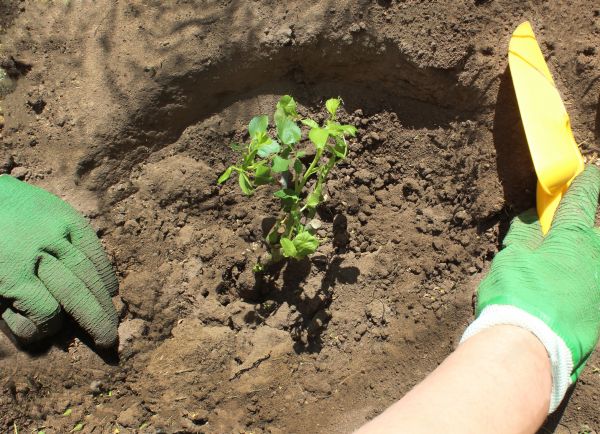 Rose Bush Planting in State College