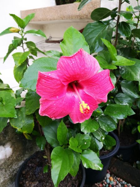 Hibiscus Planting in State College