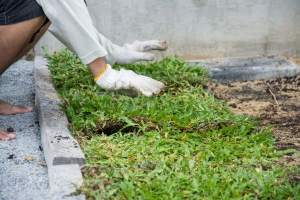 Ground Cover Planting in State College