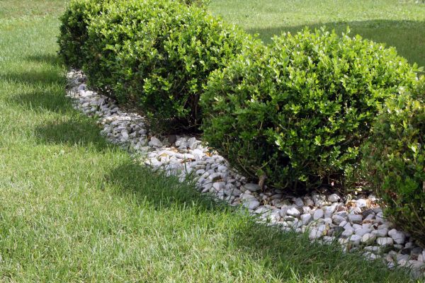 Boxwood Planting in State College