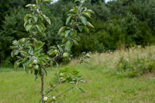 Apple Tree Planting in State College