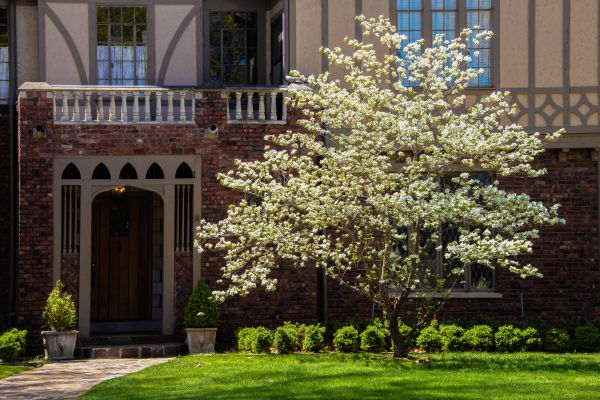 Dogwood Tree Planting in State College